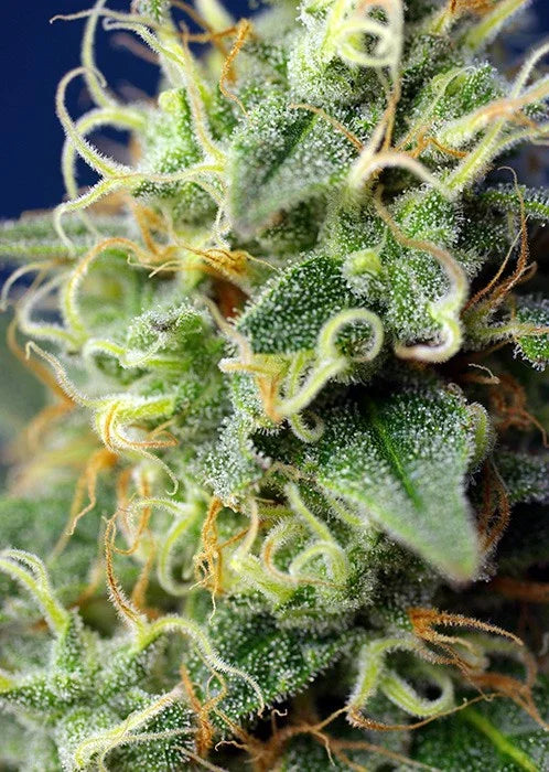 Primer plano de cogollo de planta verde con tricomas y pistilos maduros, semillas feminizadas