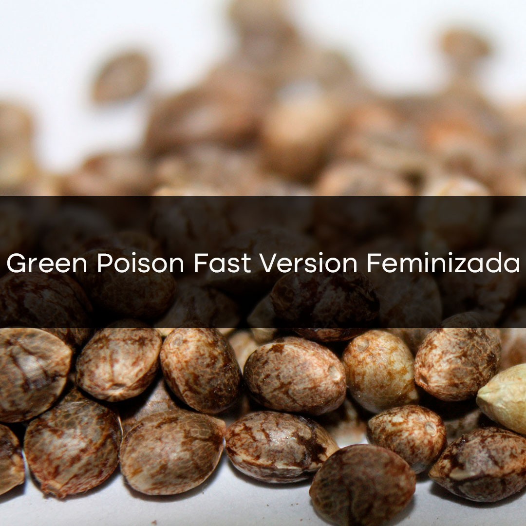 Green Poison Fast Version Feminizada a Granel 10 Unidades