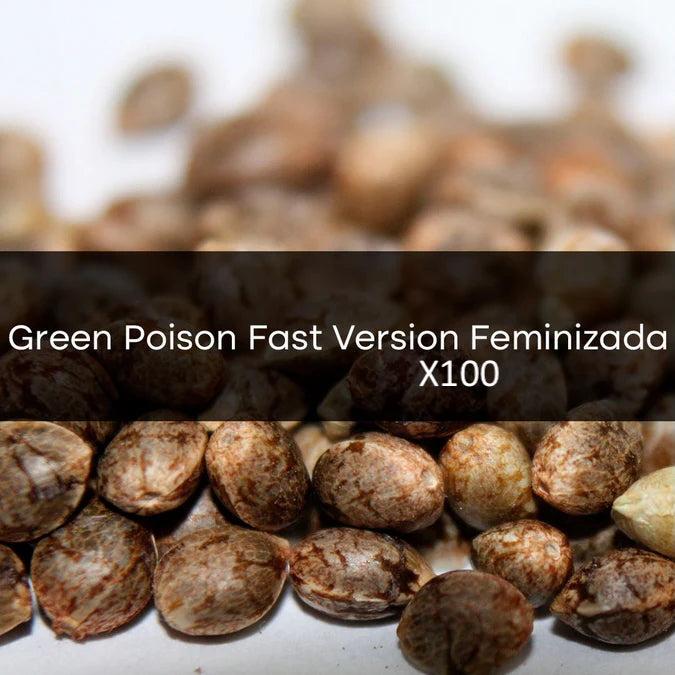 Green Poison Fast Version Feminizada a Granel 100 Unidades