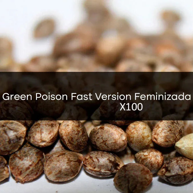 Green Poison Fast Version Feminizada a Granel 100 Unidades