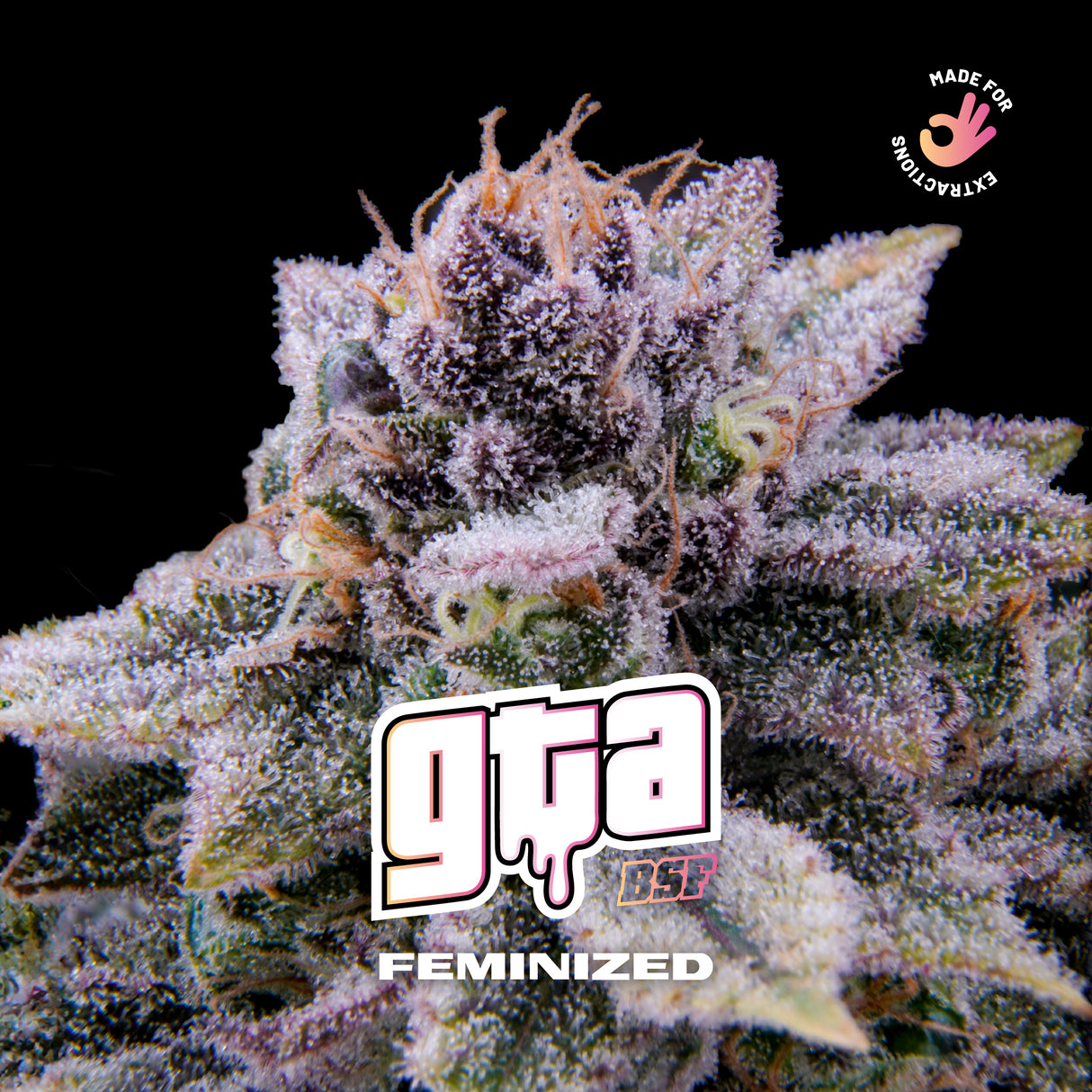 GTA 2 Semillas Bsf Seeds