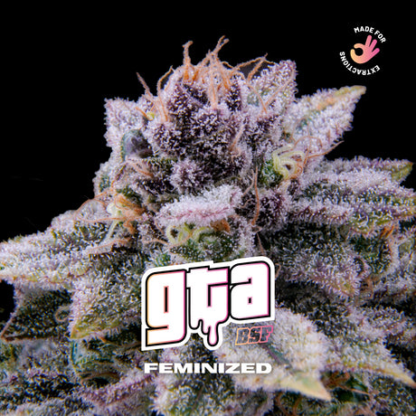 GTA 7 Semillas Bsf Seeds