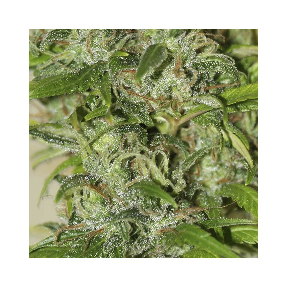 High Level 3+1 Semillas Eva Seeds