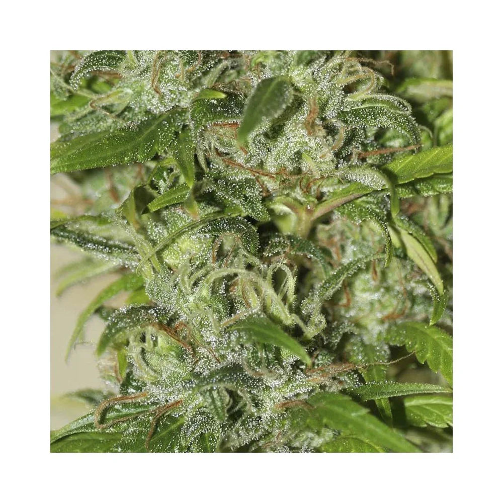Primer plano de cogollo de planta con tricomas y hojas verdes, semillas para cultivo indoor.