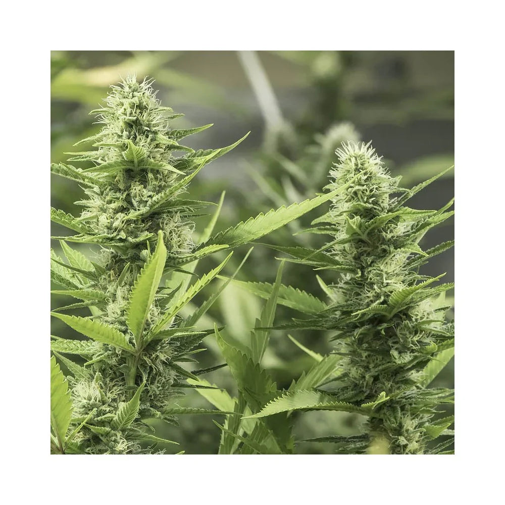 Plantas de semillas feminizadas en floración con cogollos verdes y hojas serradas