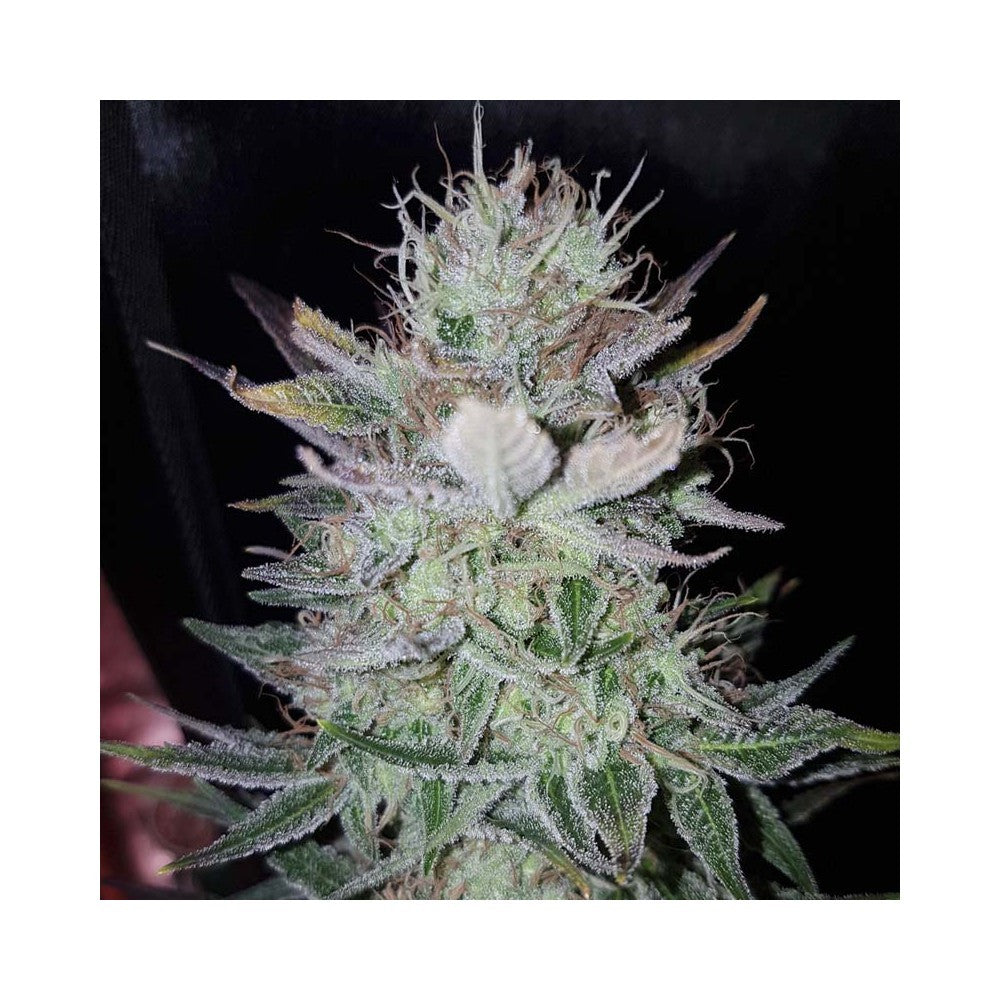 High Level 3+1 Semillas Eva Seeds