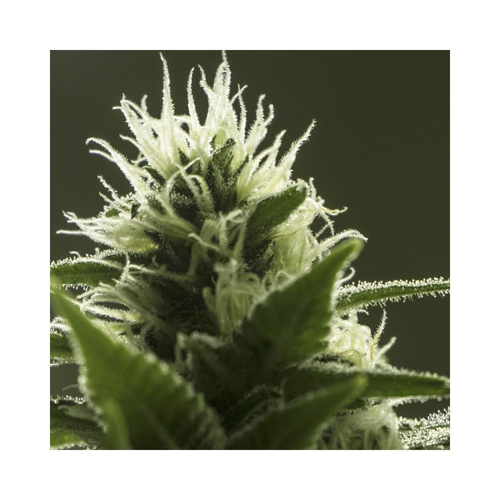 High Level 3+1 Semillas Eva Seeds