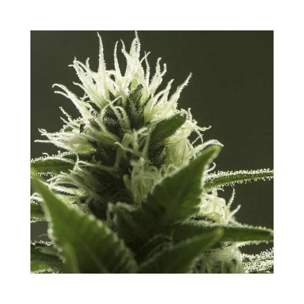 Primer plano de flor resinosa de planta, tricomas visibles en cultivo indoor