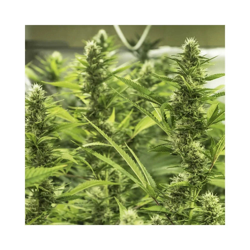 Plantas grandes de cannabis en etapa de floración en cultivo indoor, hojas verdes y cogollos visibles.
