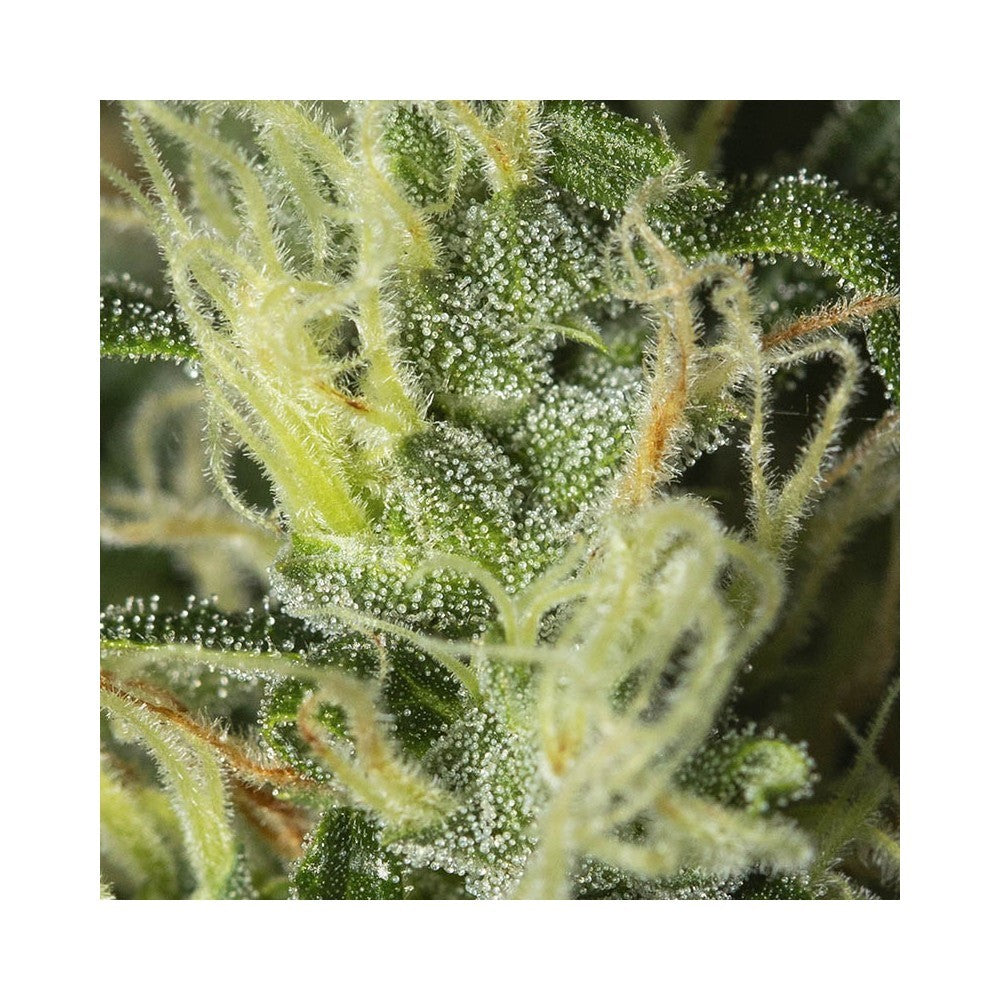 High Level 3+1 Semillas Eva Seeds