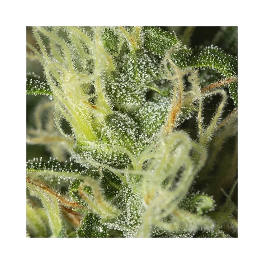 Primer plano de flor resinosa de planta, tricomas visibles, cultivo indoor