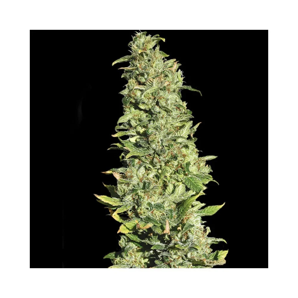 Cogollo de planta de cannabis cubierto de resina, sobre fondo negro, detalle de cultivo.