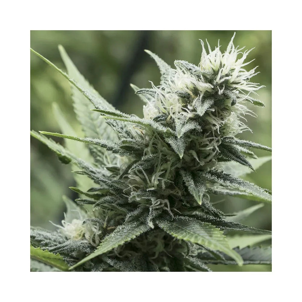 Planta de cannabis en floración con abundantes tricomas y pistilos blancos, semillas feminizadas.