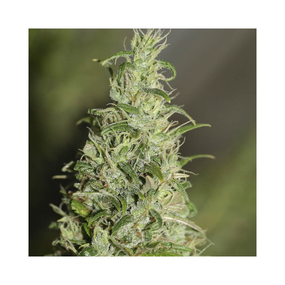 High Level 3+1 Semillas Eva Seeds