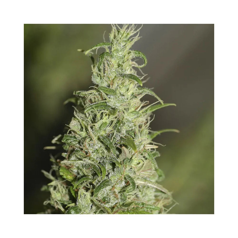 Primer plano de cogollo de planta con tricomas, ideal para cultivo indoor y semillas feminizadas