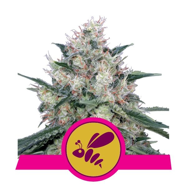 Honey Cream Fast 3 Semillas RQS