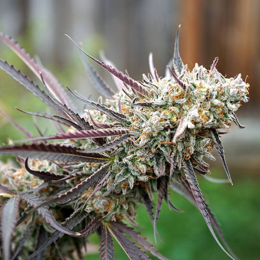 Ice Cream Cake Fast Flowering 3 Semillas Humboldt Seeds