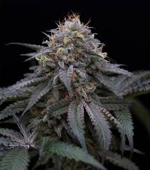 Sugar Breath 3 Semillas Humboldt Seeds