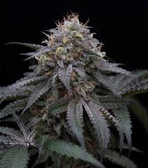 Sugar Breath 3 Semillas Humboldt Seeds