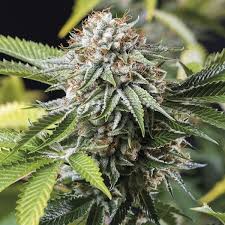 Mango Shappire 3 Semillas Humboldt Seeds