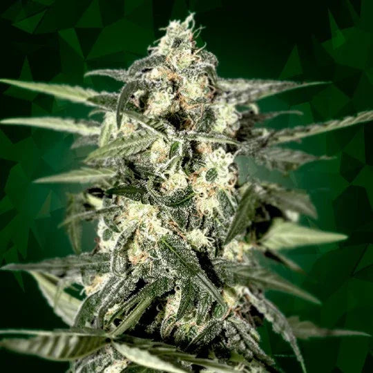 Planta de cannabis en floración con tricomas y fondo verde, cultivo indoor