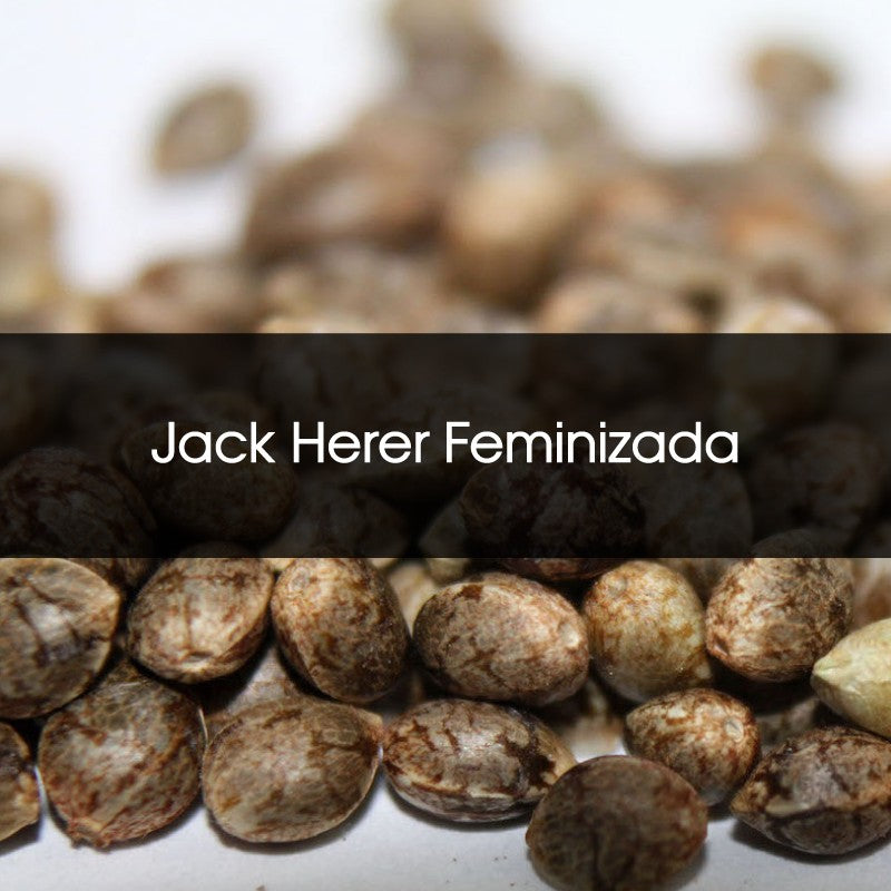 Jack Herer Feminizada A Granel 10 Unidades