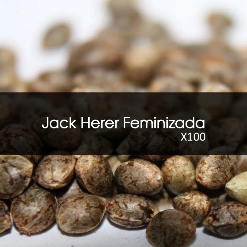 Jack Herer Feminizada A Granel 100 Unidades