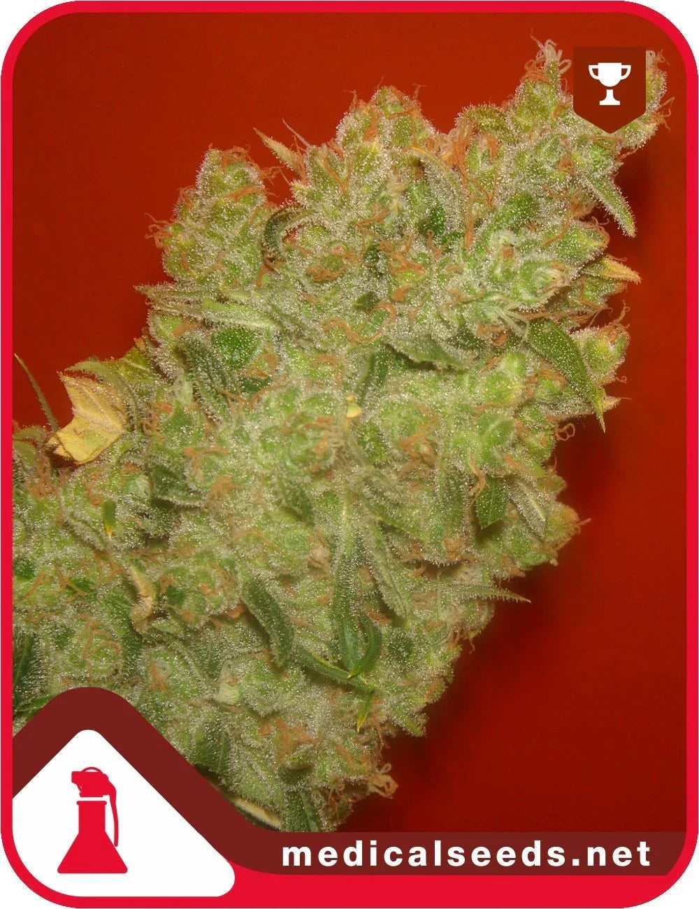Primer plano de cogollo Jack La Mota con tricomas y fondo rojo, semillas feminizadas.