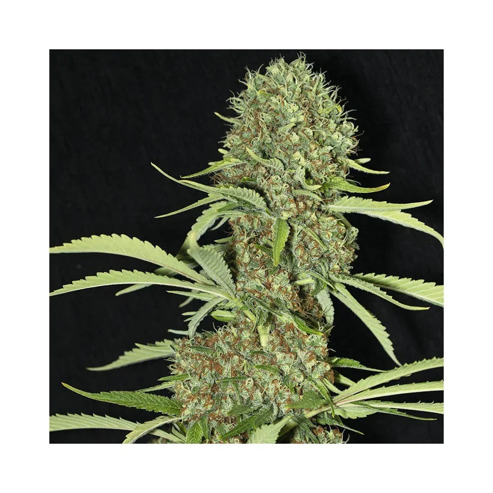 Planta de cannabis madura con cogollo grande y hojas verdes sobre fondo negro