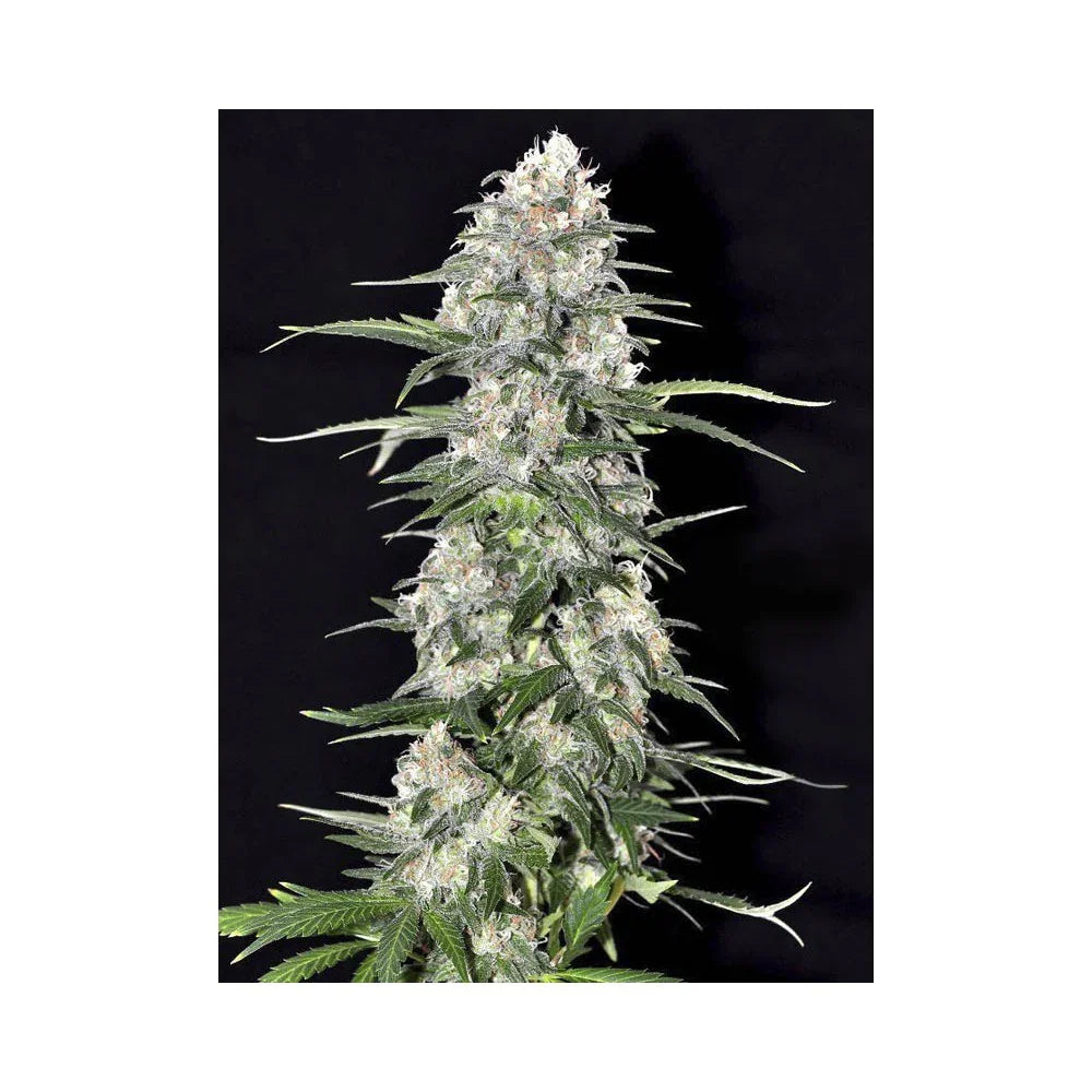 Planta de semillas de cannabis Jamaican Dream con cogollos y resina en fondo negro