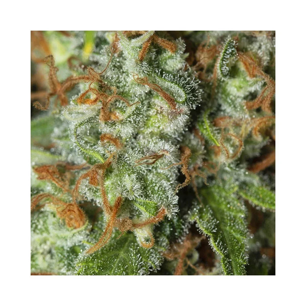 Primer plano de flor resinosa con tricomas y pistilos de color naranja ideal para cultivo indoor.