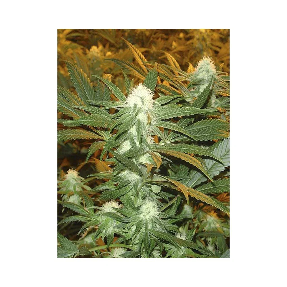 Planta de cannabis en floración con cogollos resinosos y hojas verdes para cultivo indoor
