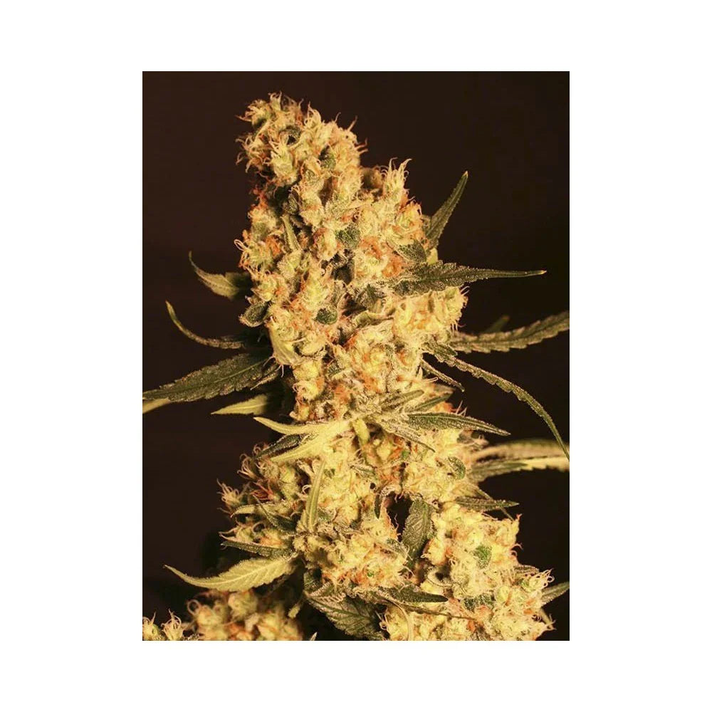 Cogollo denso y resinoso de planta de semillas Jamaican Dream en etapa de floración