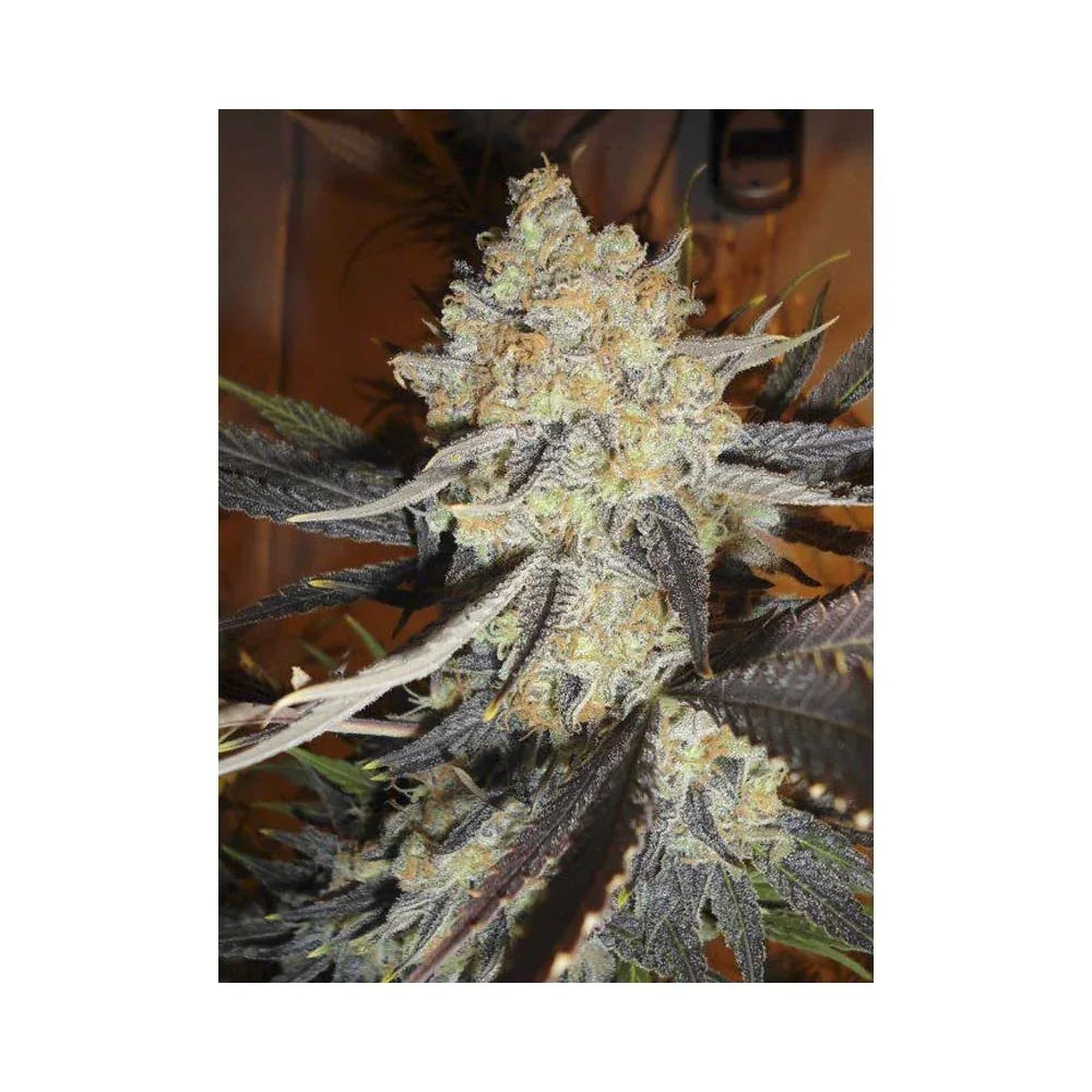 Flor de planta exótica cubierta de resina, muestra cogollo maduro y hojas oscuras interiores