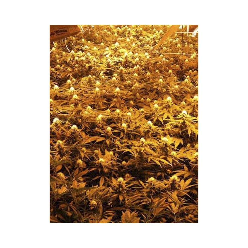 Jamaican Dream 3+1 Semillas Eva Seeds