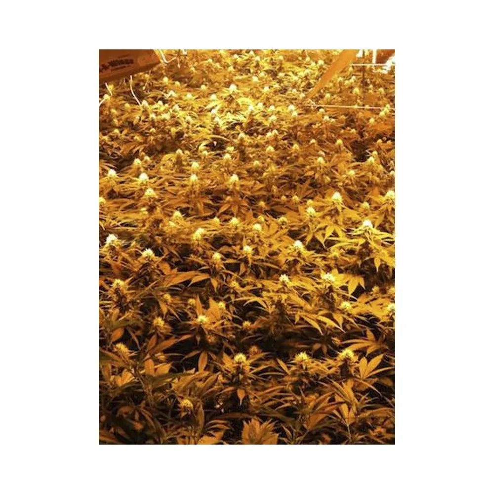 Plantas de semilla Jamaican Dream en cultivo indoor, con abundantes flores bajo luz artificial.
