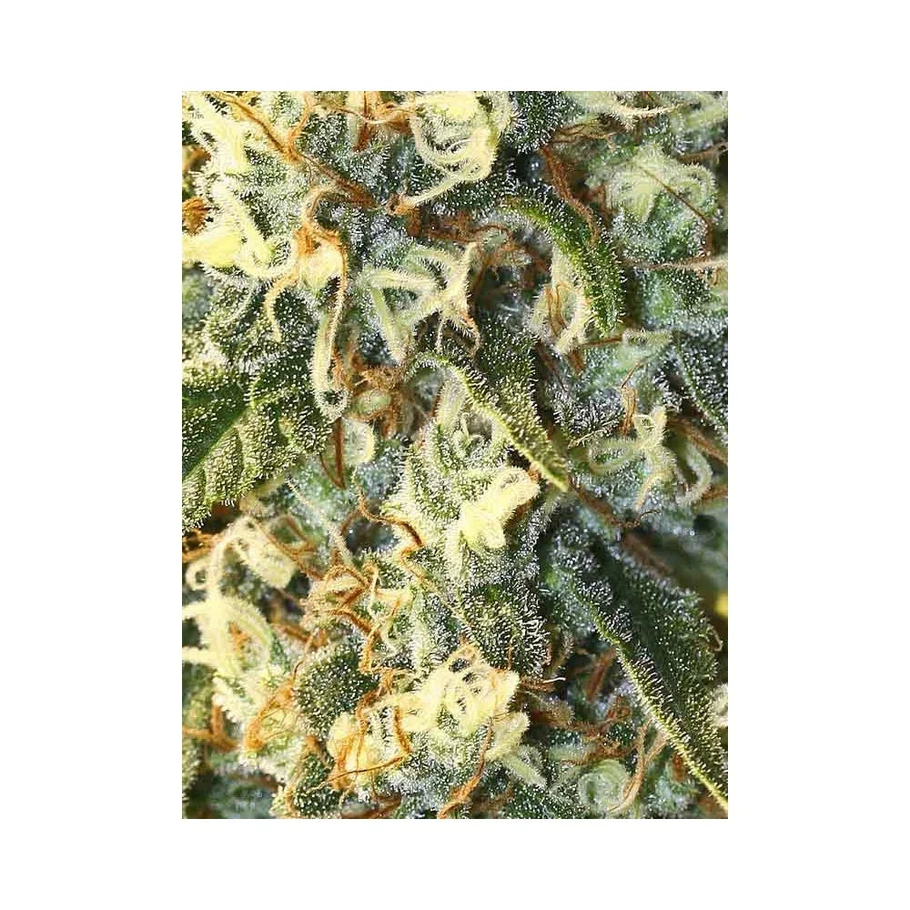 Primer plano de cogollo con tricomas, pistilos naranjas y hojas verdes de planta de semillas.