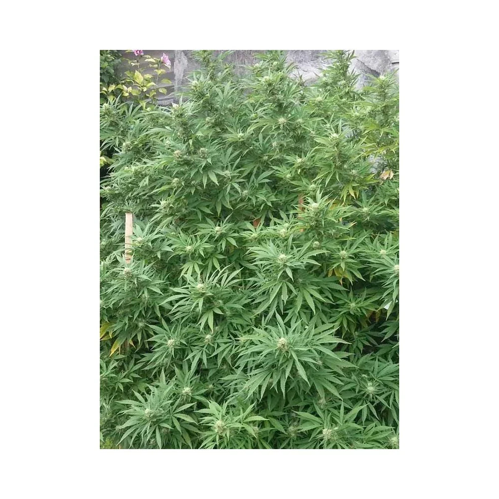 Planta frondosa de cultivo exterior con hojas verdes y cogollos visibles en crecimiento