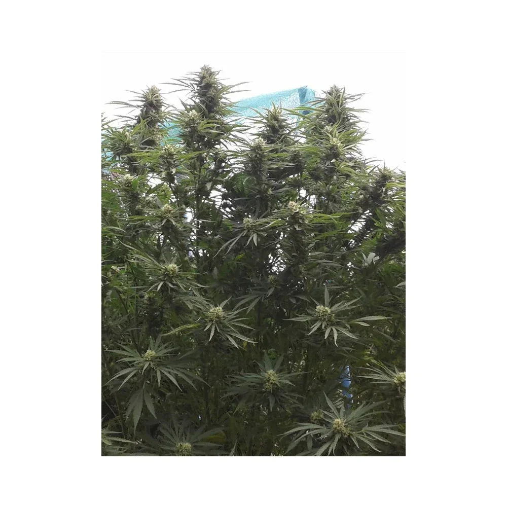 Planta robusta de cannabis con cogollos grandes y hojas verdes al aire libre