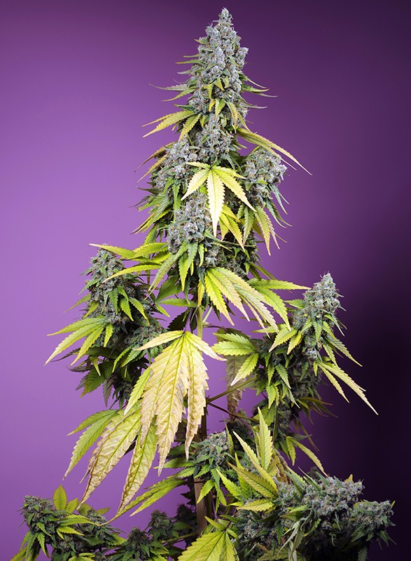Jet Fuel Mandarine XL Auto 3+1 Semillas Sweet Seeds