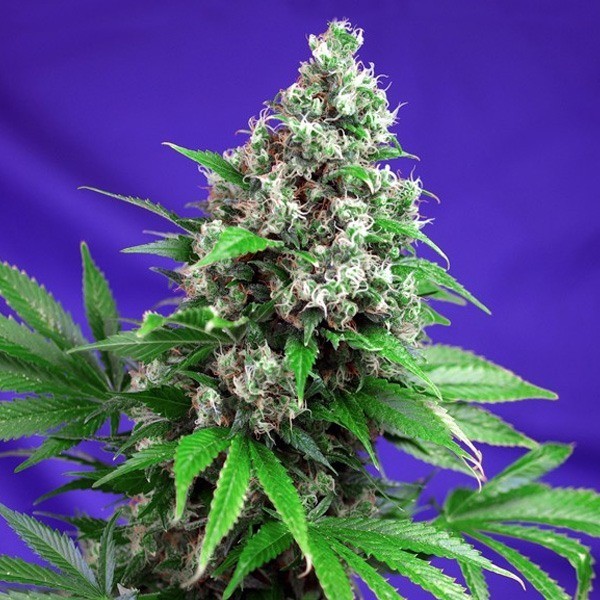 Killer Kush F1 3+1 Semillas Sweet Seeds