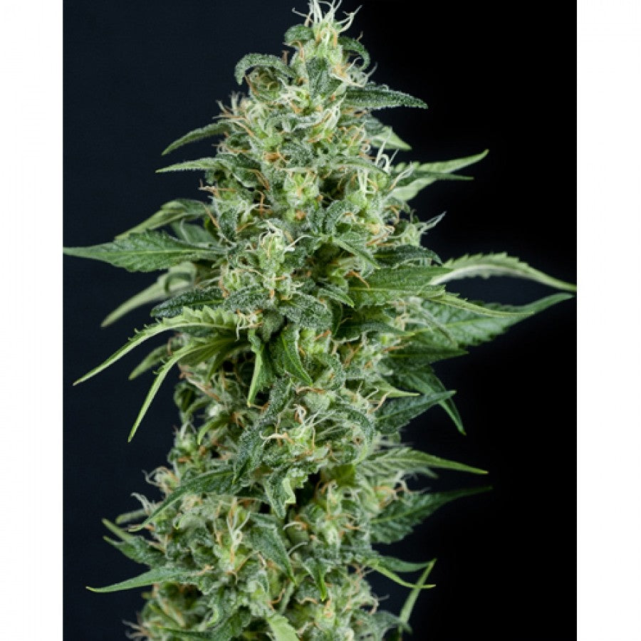 Kryptonite 3 + 1 Semilla Pyramid Seeds