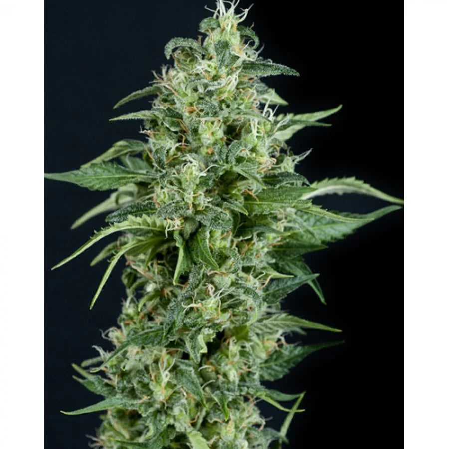 Planta verde con cogollos densos y tricomas, fondo negro, variedad de semillas.
