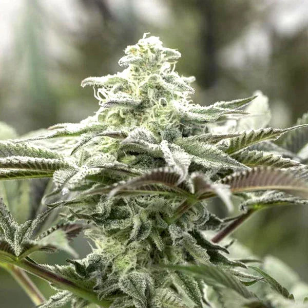 Lemon Citron 3 Semillas Humboldt Seeds