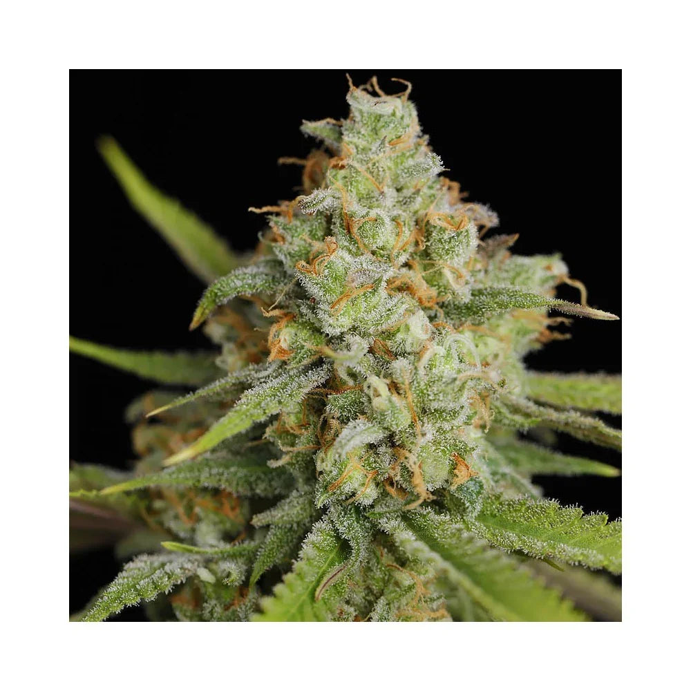 Cogollo de planta de cannabis Lemon King con abundantes tricomas y pistilos naranjas