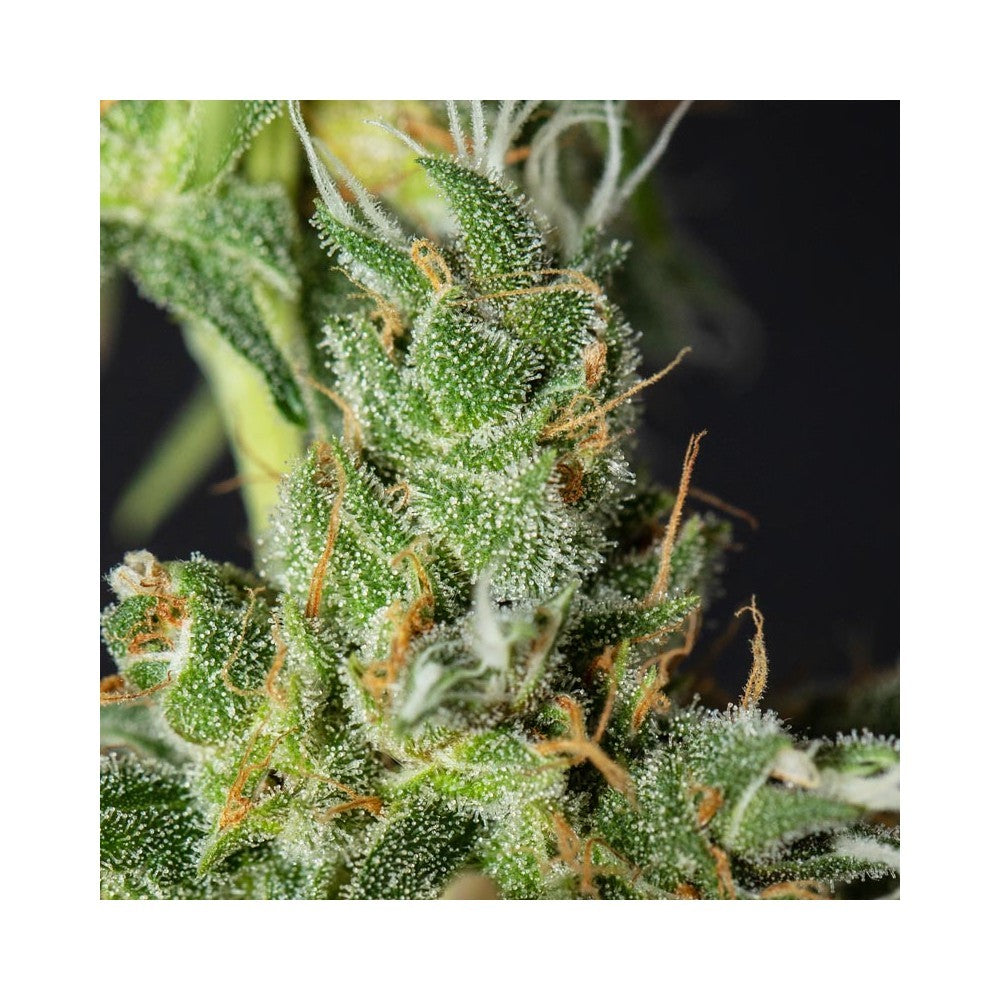 Lemon King 3+1 Semillas Eva Seeds