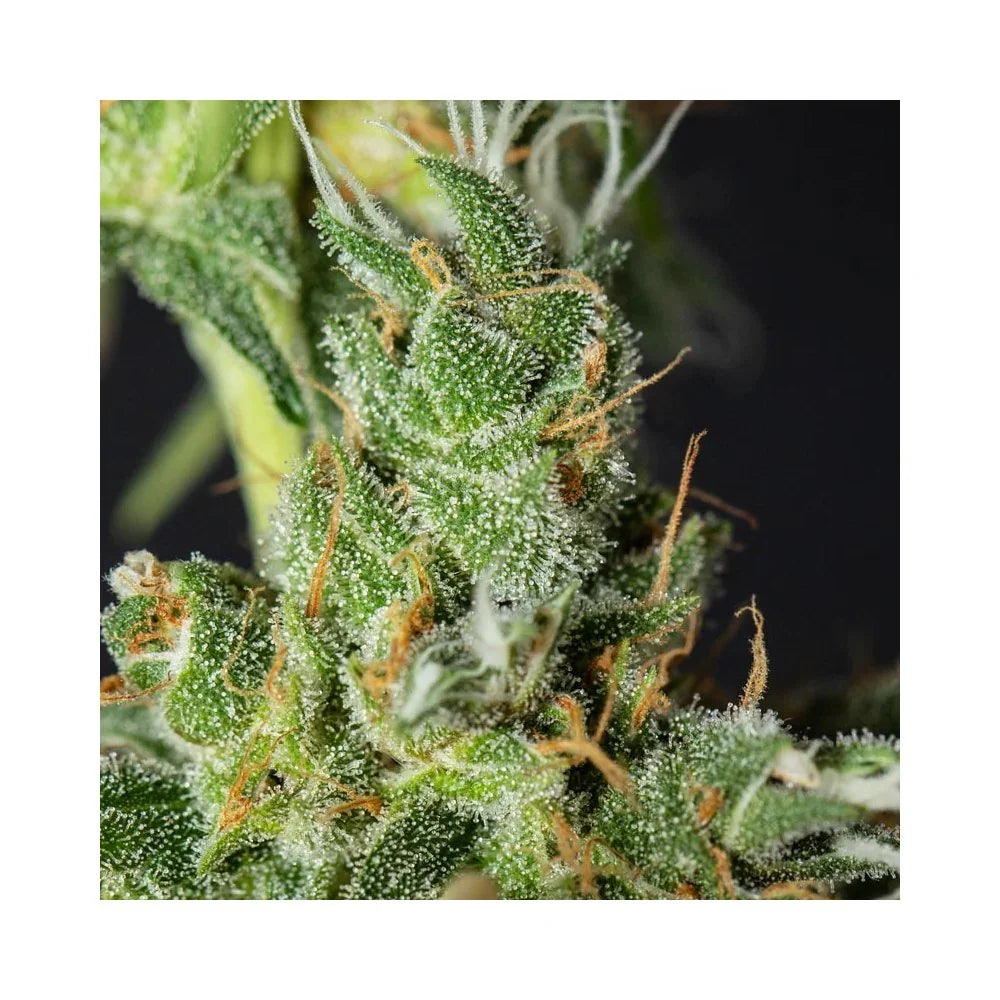 Primer plano de cogollo de planta con tricomas y pistilos naranjas, semillas Lemon King.