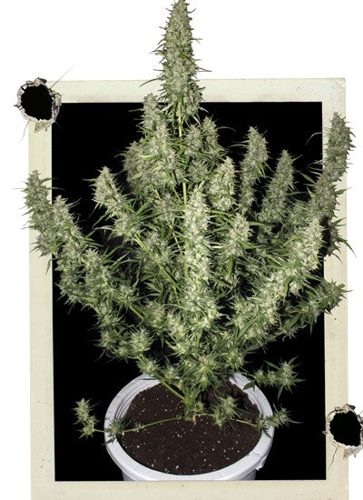 Magnum 3 Semillas Buddha Seeds