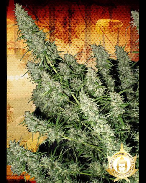 Magnum 3 Semillas Buddha Seeds