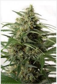 Planta de semilla Magnum Black Code Seeds con cogollos resinosos para cultivo indoor